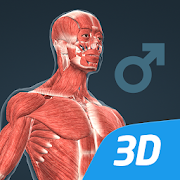 Human body (male) 3D